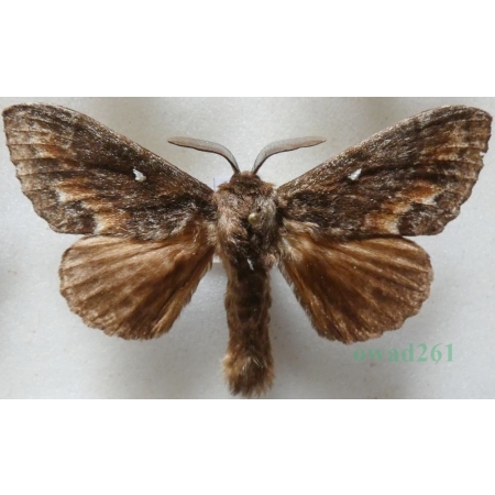Dendrolimus pini (Linnaeus, 1758) male Barczatka sosnówka Romania11j
